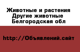 Животные и растения Другие животные. Белгородская обл.